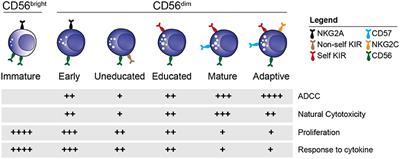 Deciphering Natural Killer Cell Homeostasis